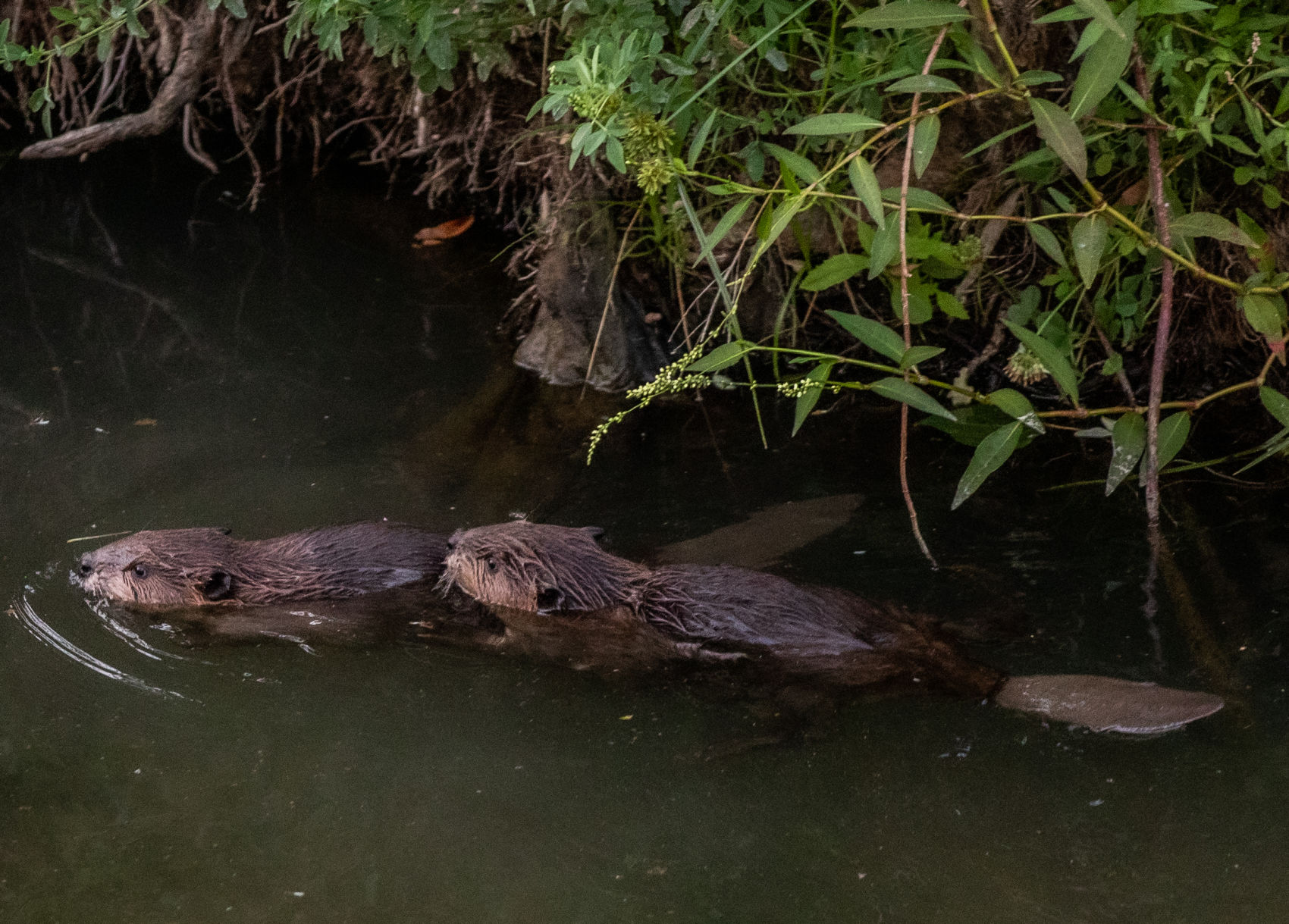 Beaver Lodge Summer 2019